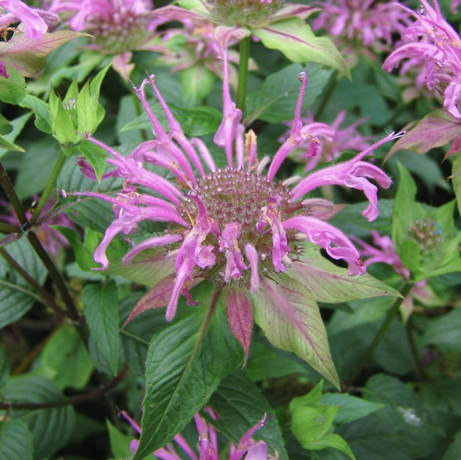 Monarda fistulosa - Wild Bergamot.png