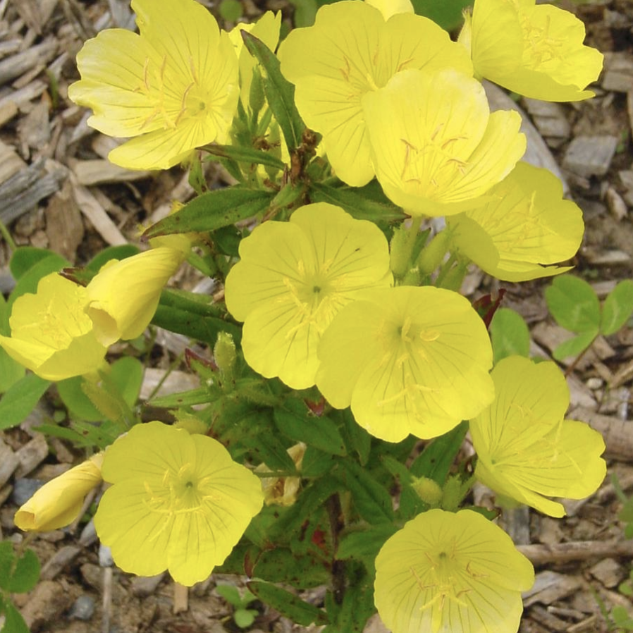 Oenothera fruticosa - Sundrops.png