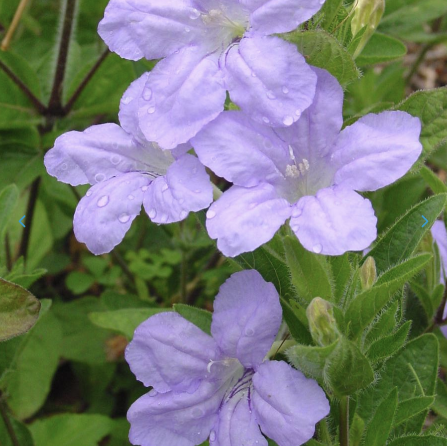Ruellia humilis - Wild Petunia.png