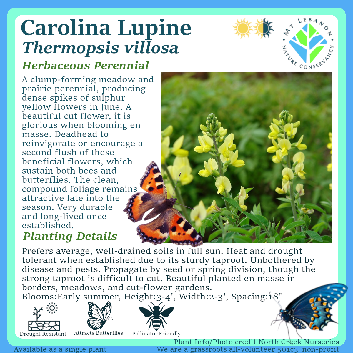 Carolina Lupine (Thermopsis villosa) $7.00 - Single Plant