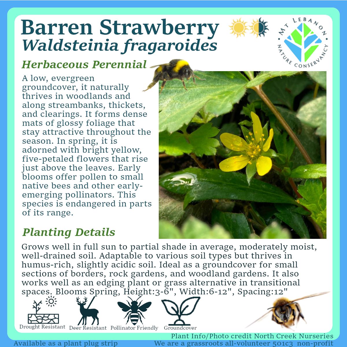 BarrenStrawberry_Waldsteinia_fragaroides.png
