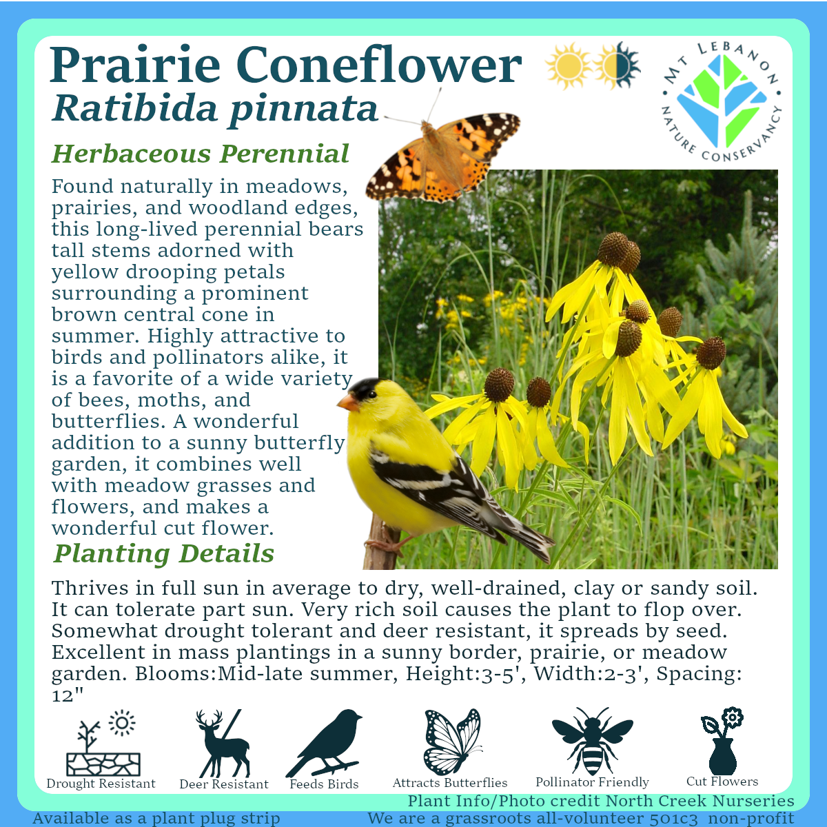 Prairie_Coneflower_Ratibida_pinnata.png