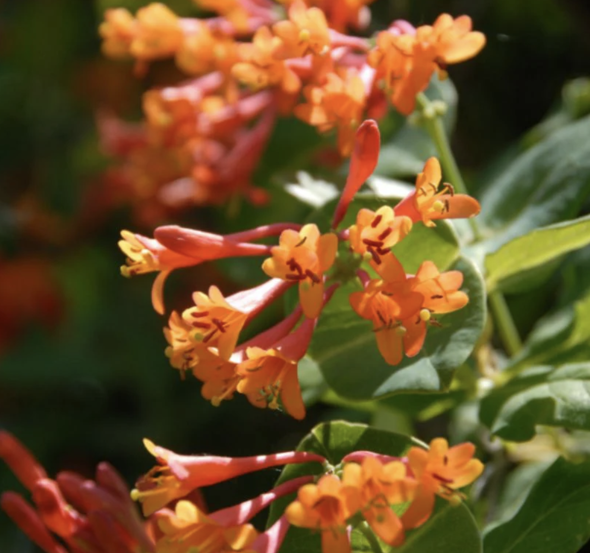 Lonicera sempervirens _Magnifica_ - Magnifica trumpet honeysuckle.png