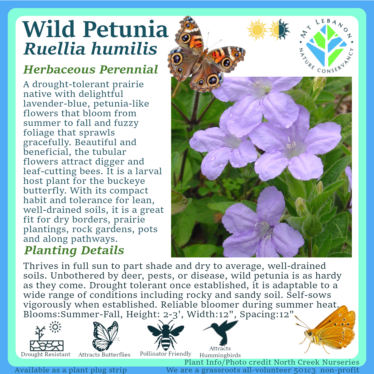 Wild_Petunia_Ruellia_humilis.png
