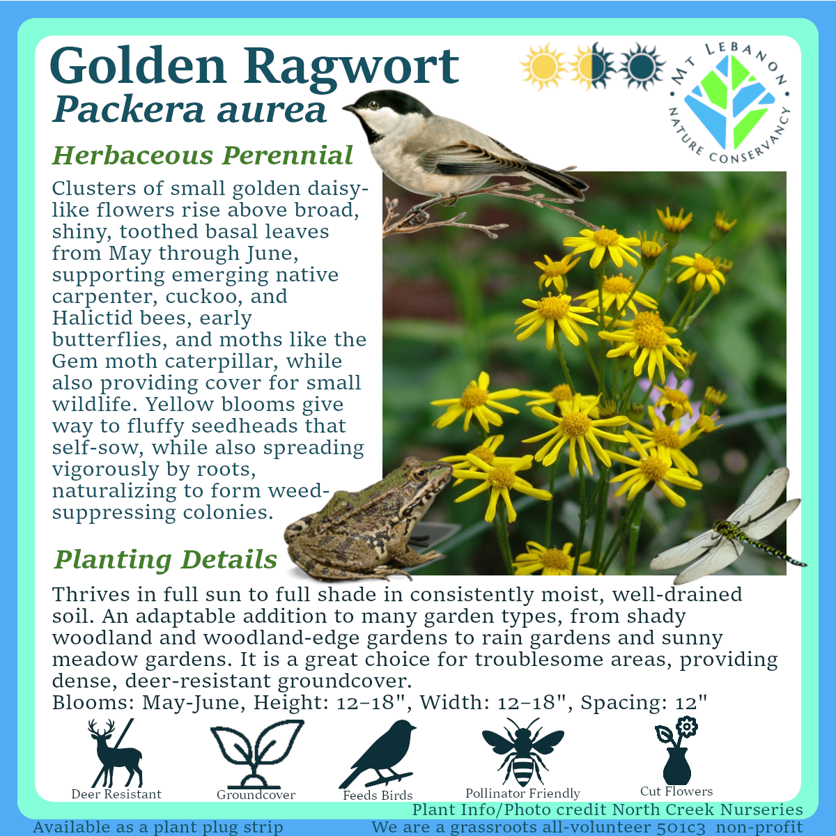 SOLD OUT! ~~ Golden Ragwort (Packera aurea) $27.00 - 5 plants per strip