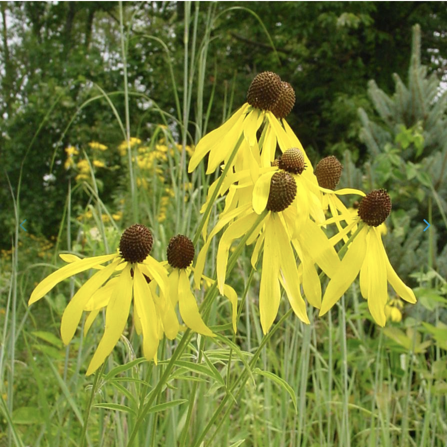 Ratibida pinnata - Prairie Coneflower.png