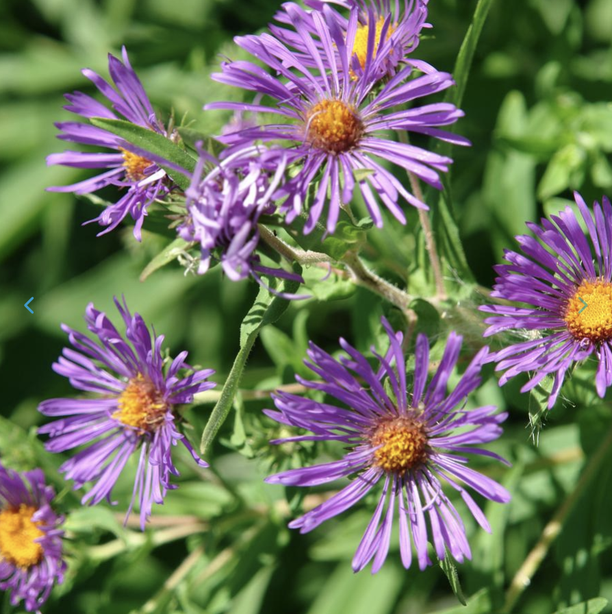Aster novae-angliae - New England Aster.png