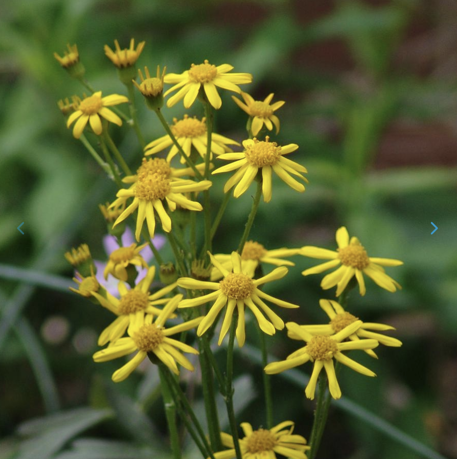 Packera aurea - Golden Groundsel.png