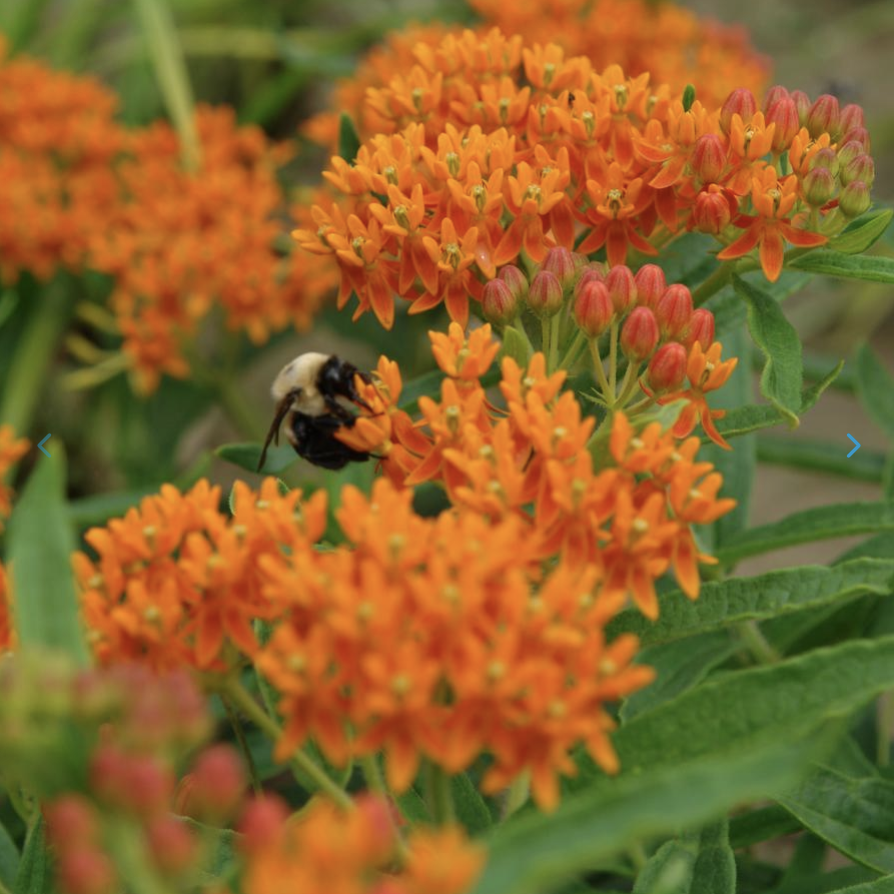 Asclepias tuberosa - Butterfly weed.png