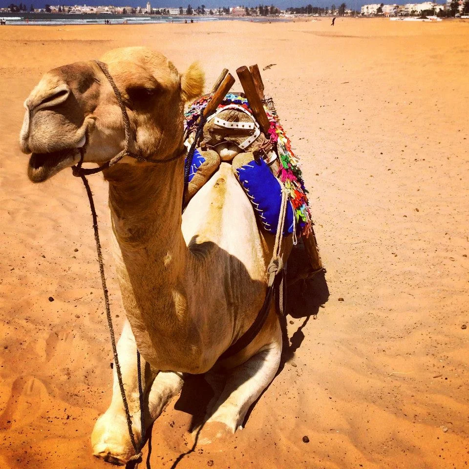 camel.jpg