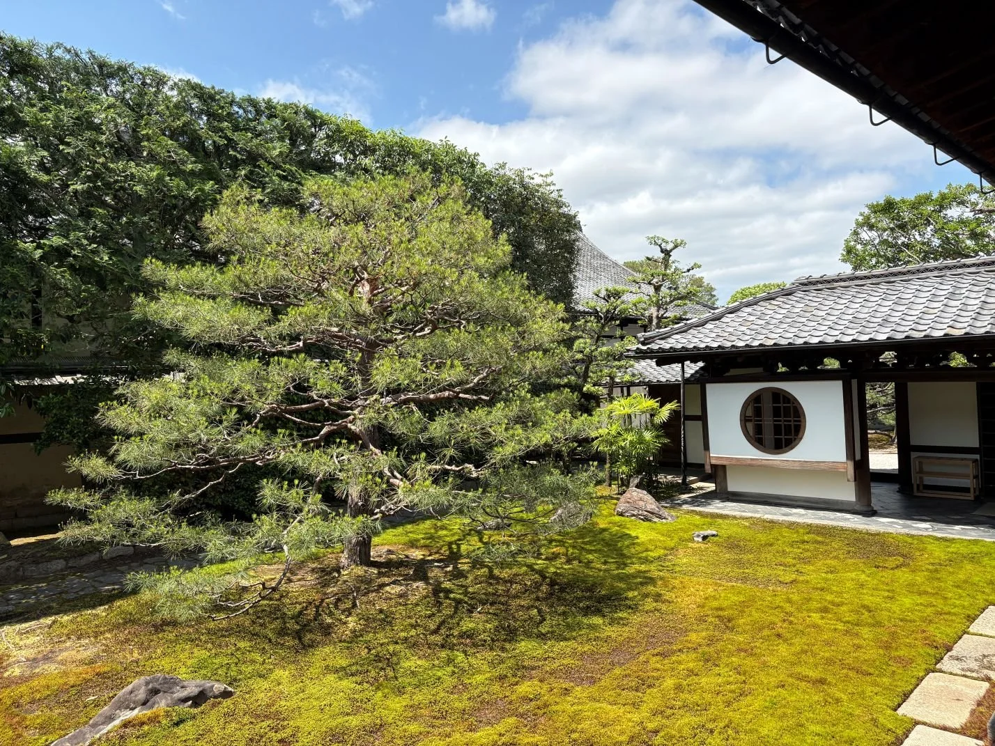 Lone pine tree in the garden of a Buddhist temple in Japan
