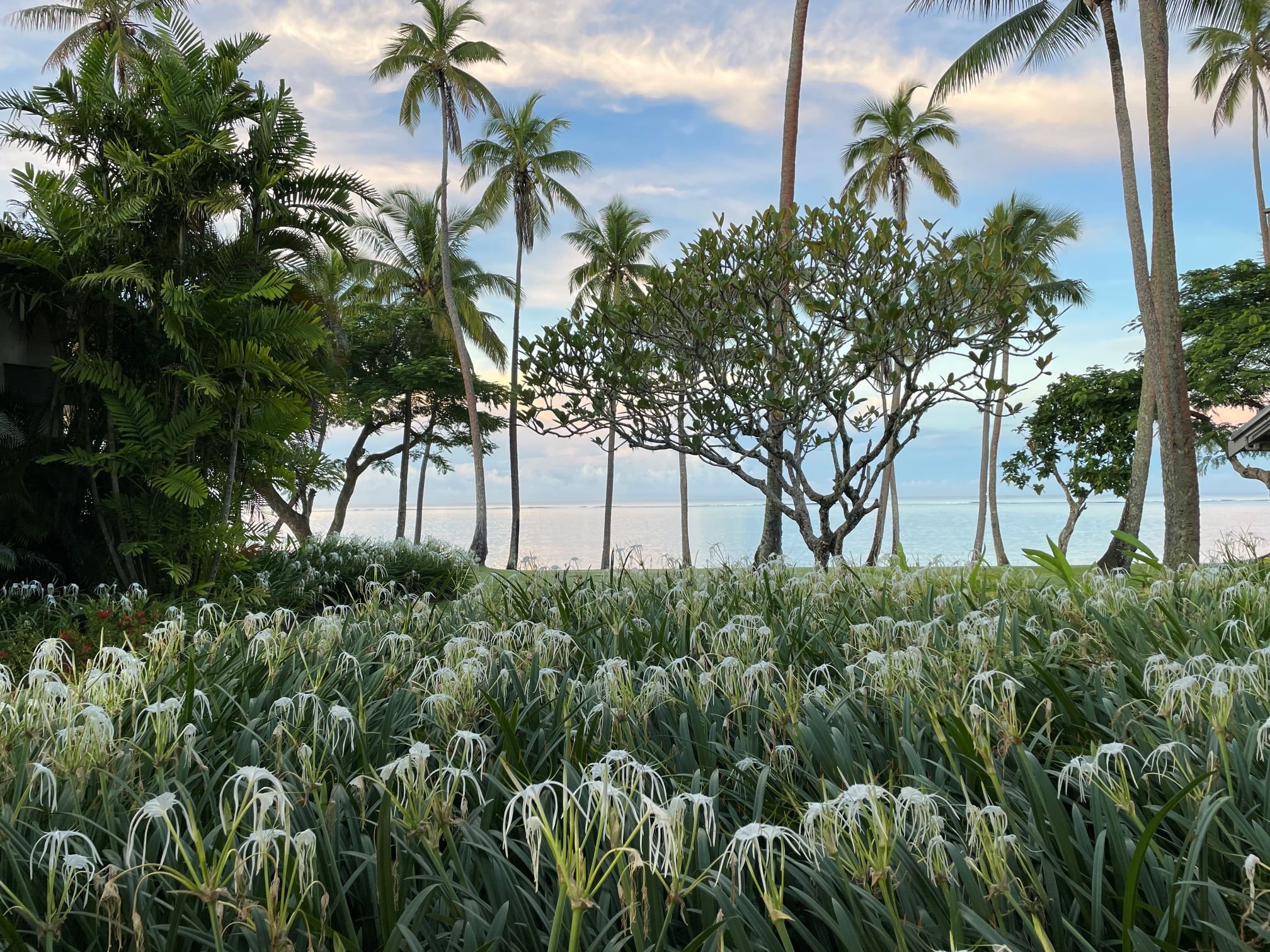 Fiji, with early morning light, tropical plants, and the ocean