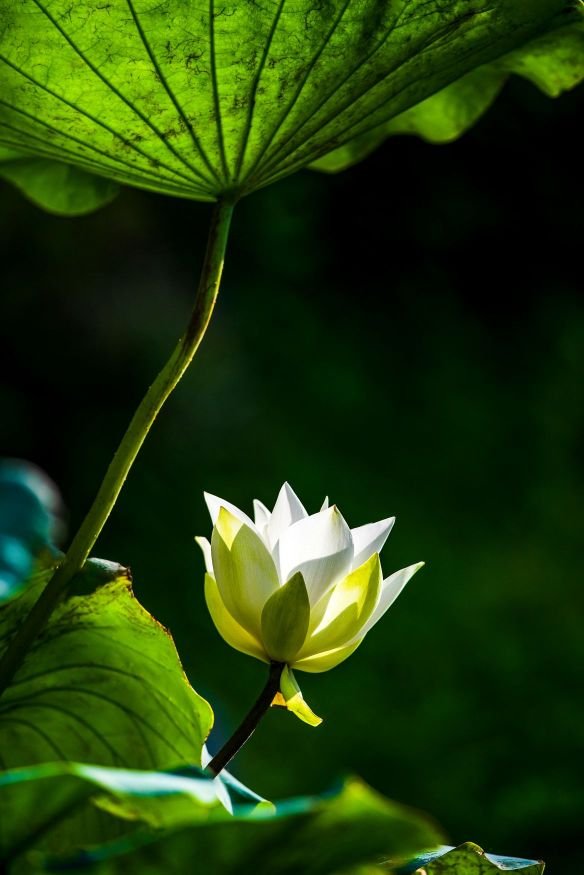 Tranquil image of a lotus flower and leaves, in shades of green and white