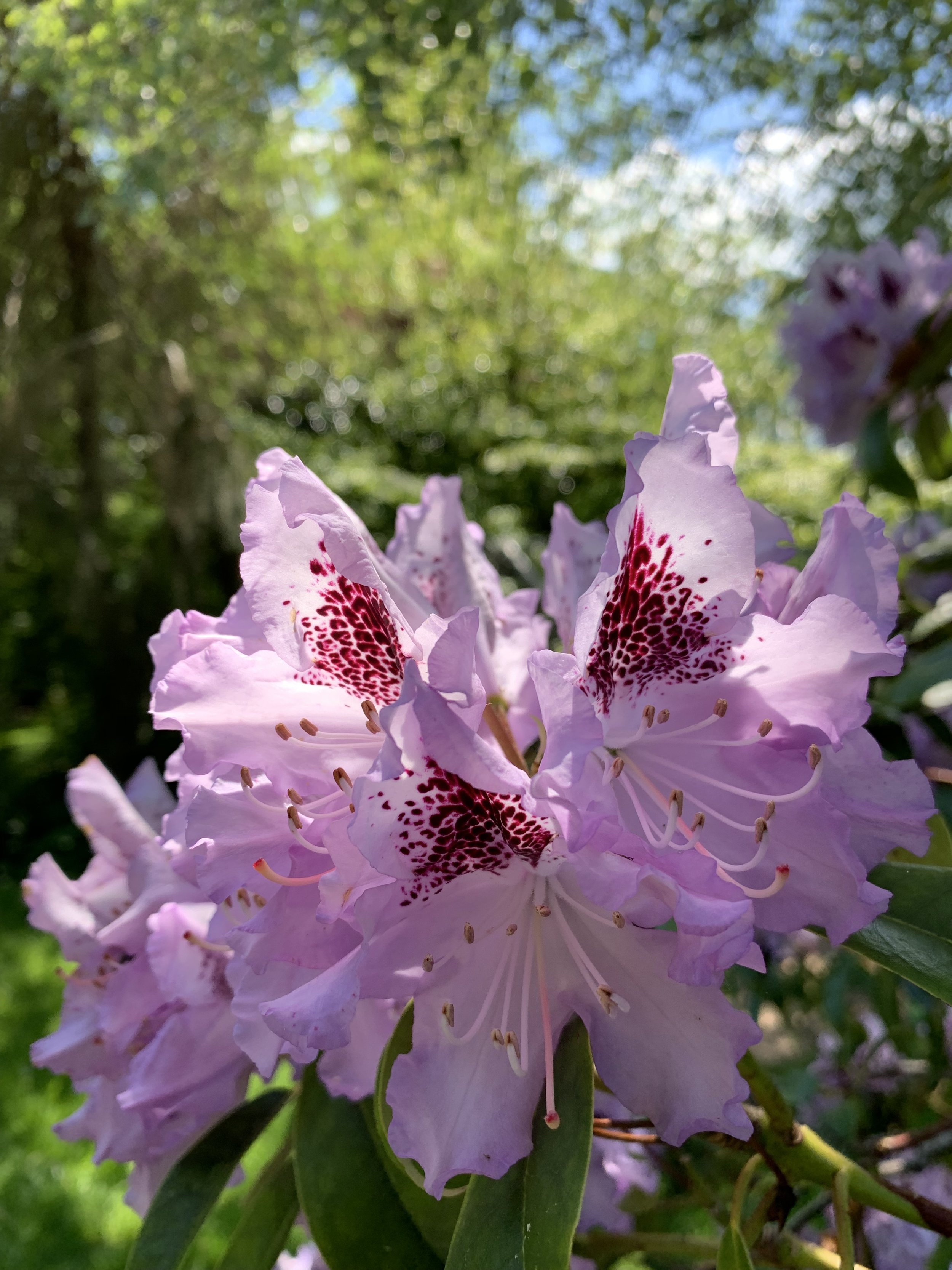 70EEC072-90D2-4D55-91AB-B67D9C027605.jpeg