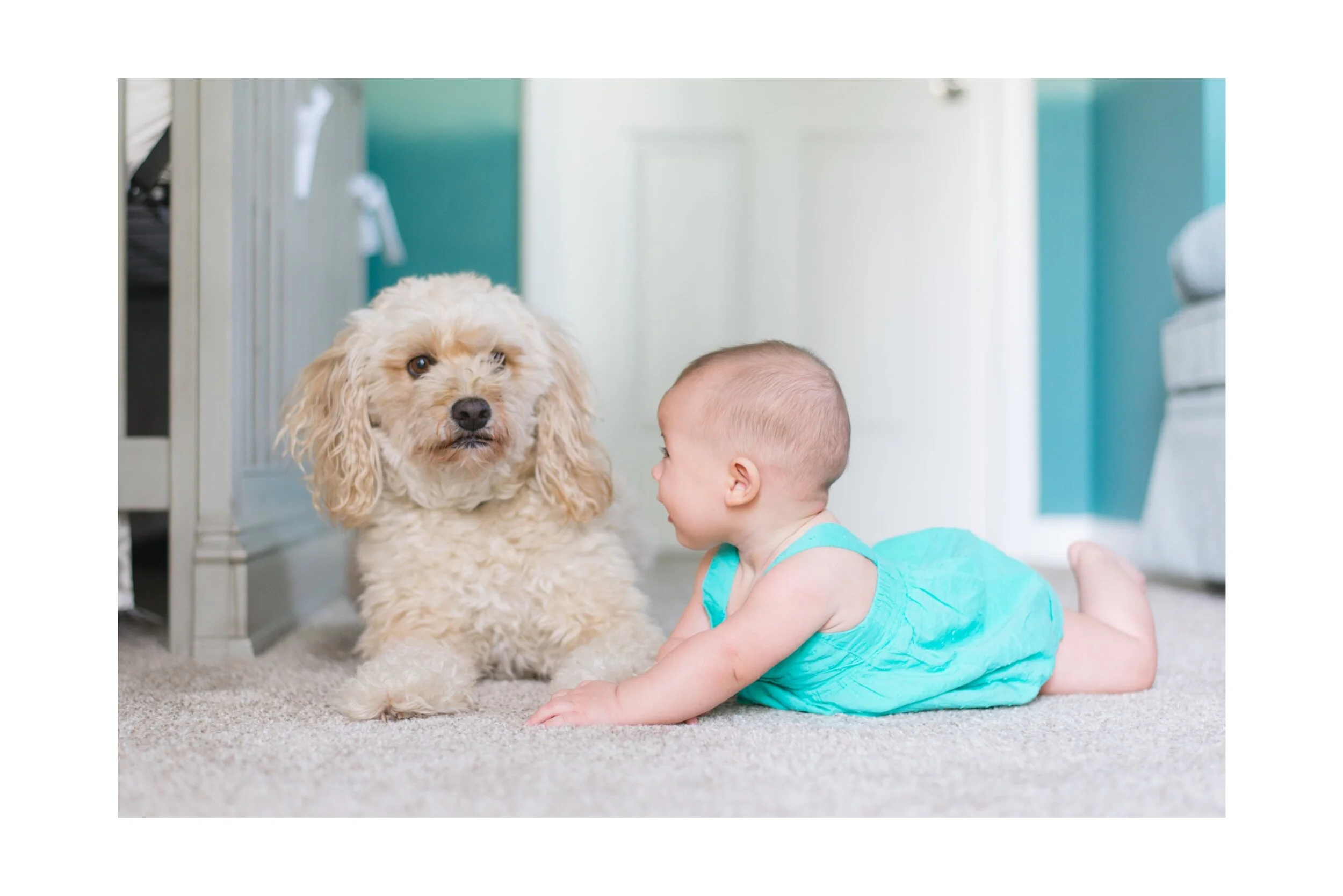 Choosing The Perfect Carpet For Your Home