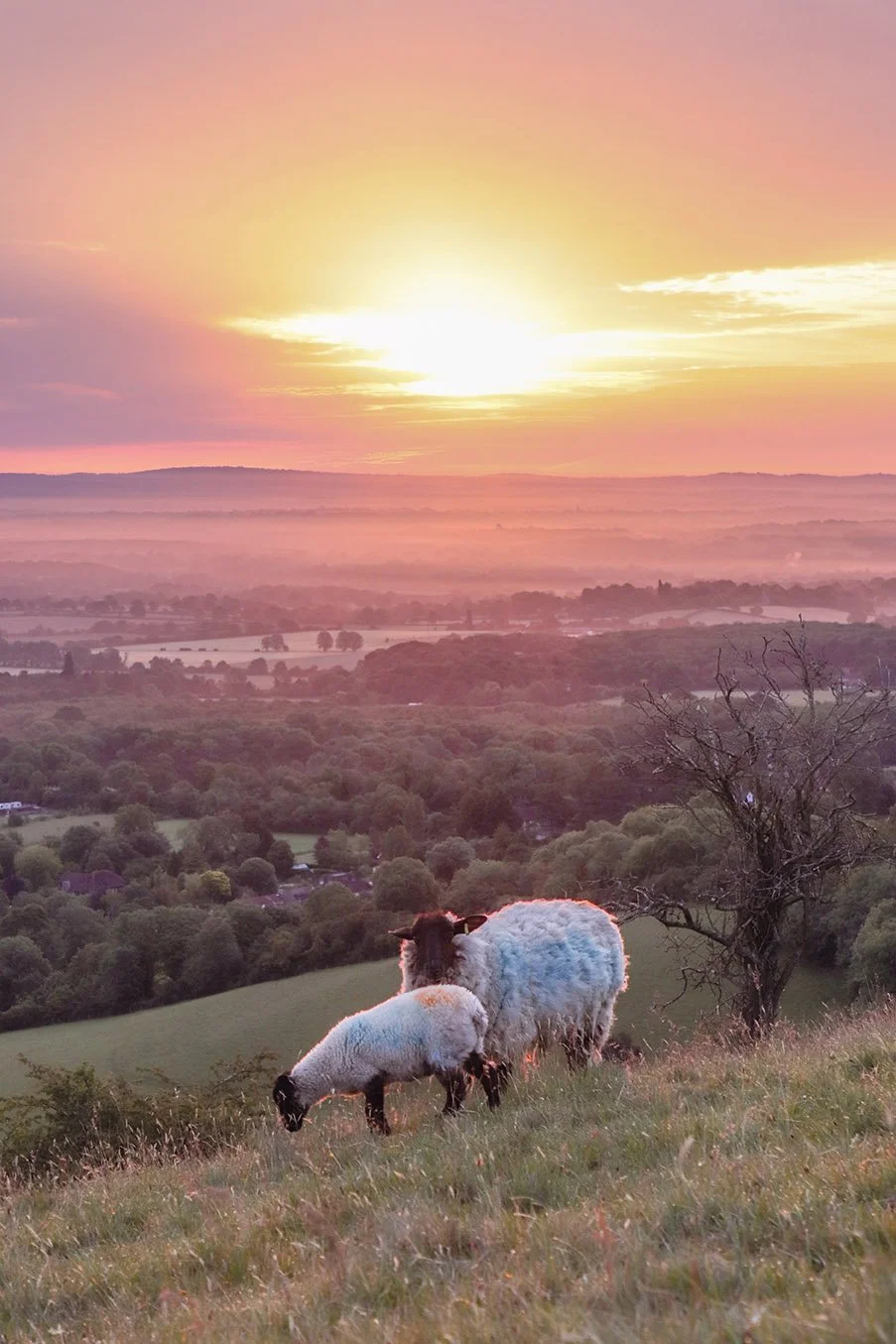 half way between the windmills and Ditchling Beacon Leo Cook.jpg