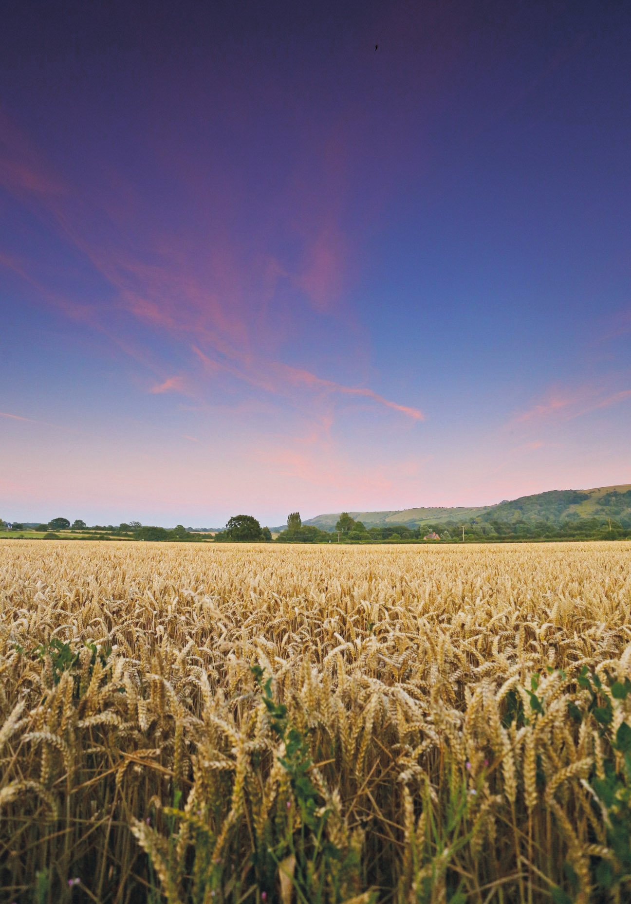 Summer fields James Ward Hassocks life.jpg