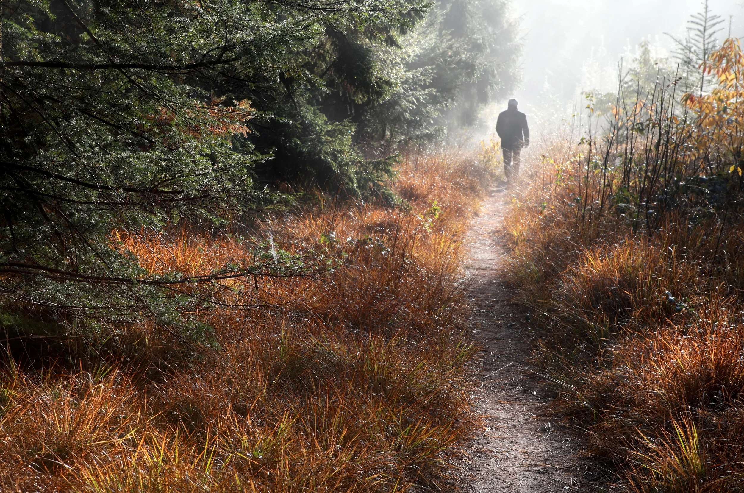man-walks-on-forest-path-in-fog-P4RB8H2.jpg