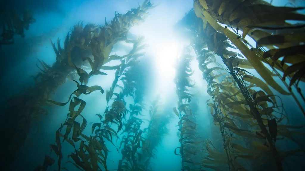 Opening Ceremony + Algae Lunch