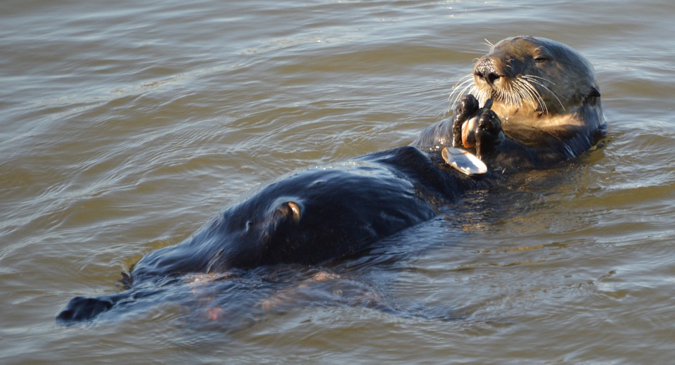 A Special Sea Otter Diet Dinner