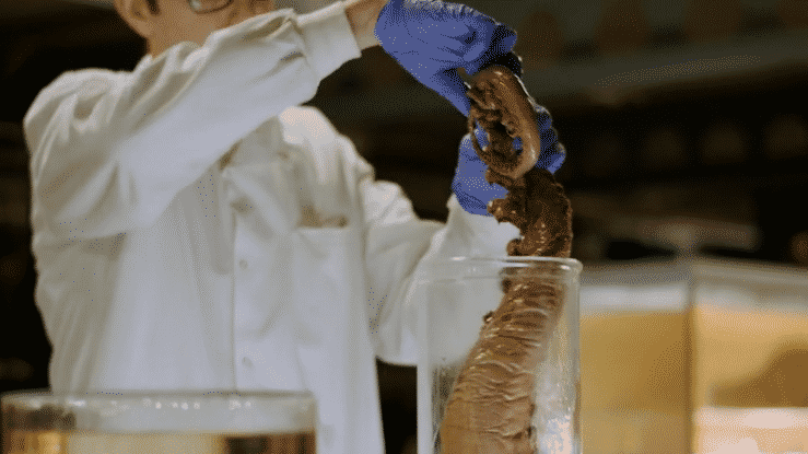 Fantastic Beasts™: The Wonder of Nature | Natural History Museum (Copy)