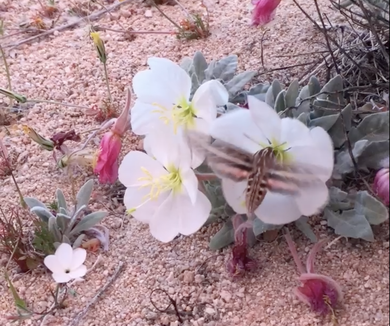 MothPrimrose.png