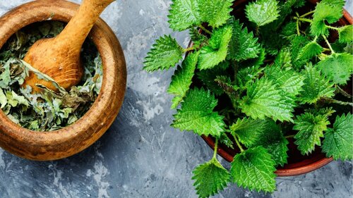 Nettle Infusion — Botanical Formulations