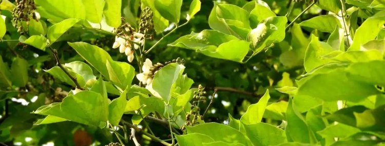 Karanja Seed Oil — Botanical Formulations