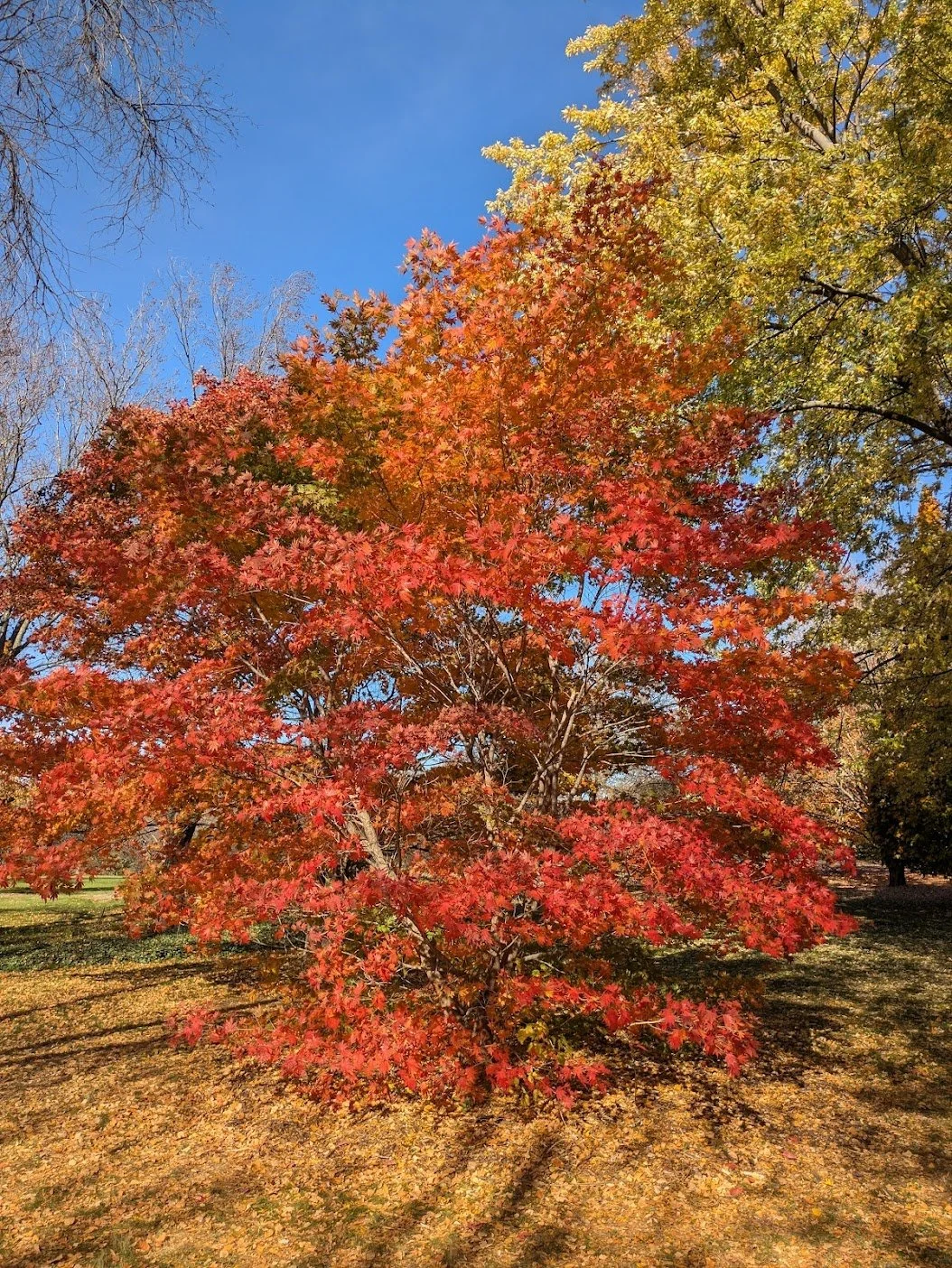 Fall 15.jpg