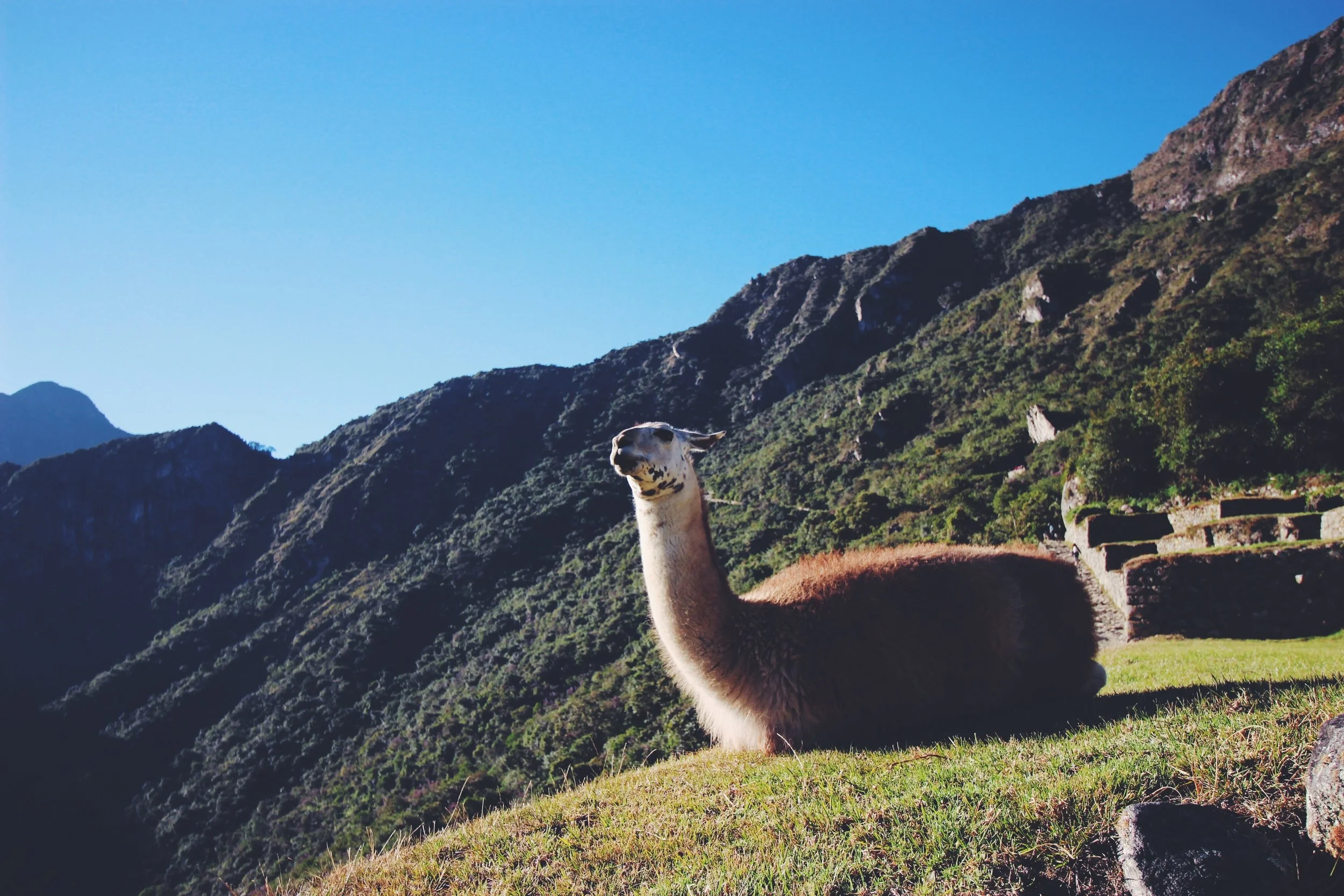 llama glama glama