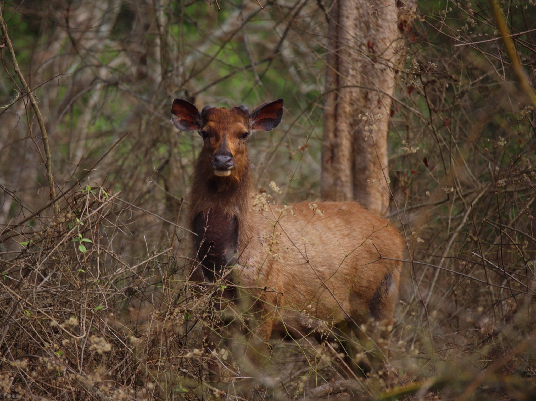 BANDIPUR