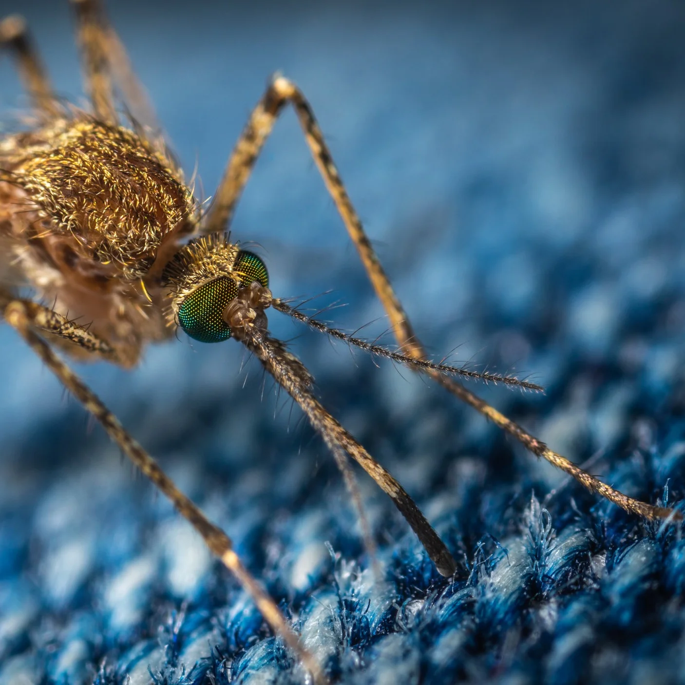 Safety Tip Tuesday - Bites and Stings