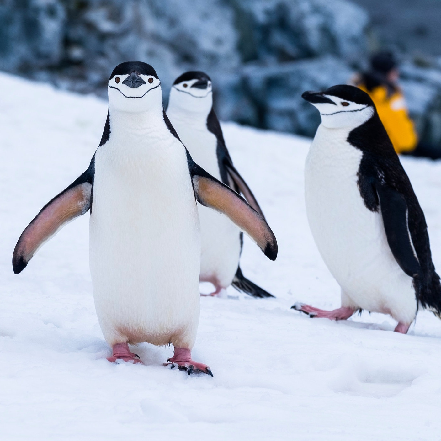 Safety Tip Tuesday - Walking on Icy Paths