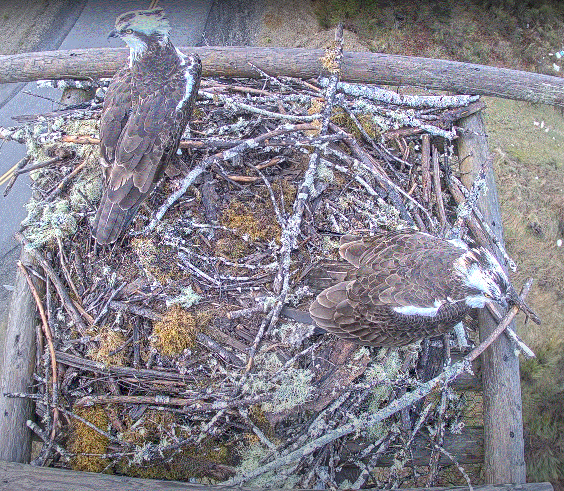 2023 Osprey Sighting!