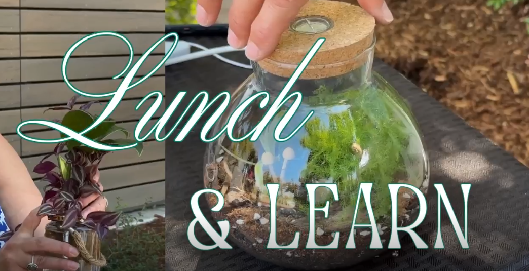 Lunch &amp; Learn - Houseplants 101! 