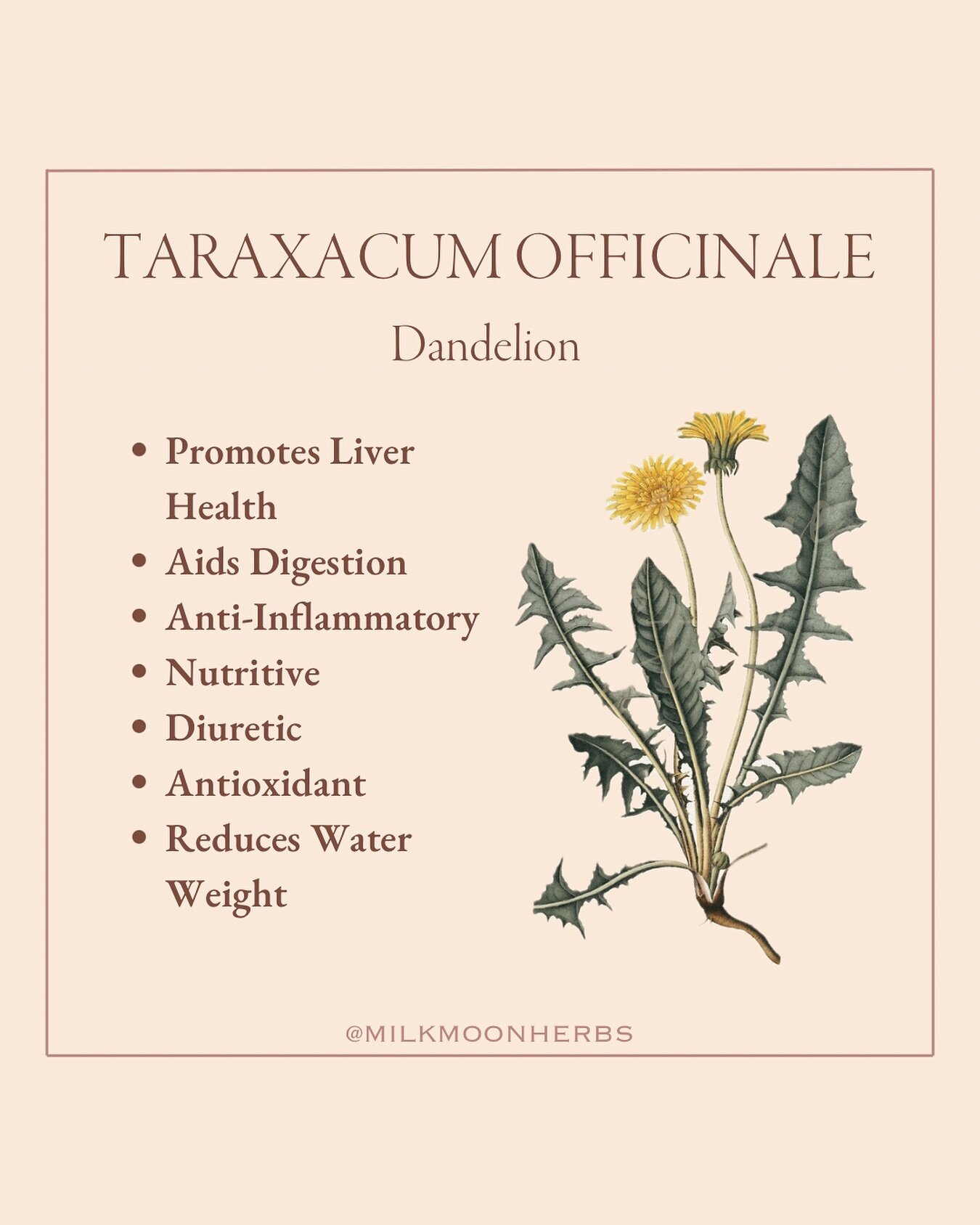Dandelion, often overlooked as a pesky weed, is a potent herbal ally! 
Its versatility is astounding, benefiting various aspects of well-being in the postpartum period.
⁠
✨Firstly, dandelion is a liver-loving powerhouse, promoting healthy liver funct