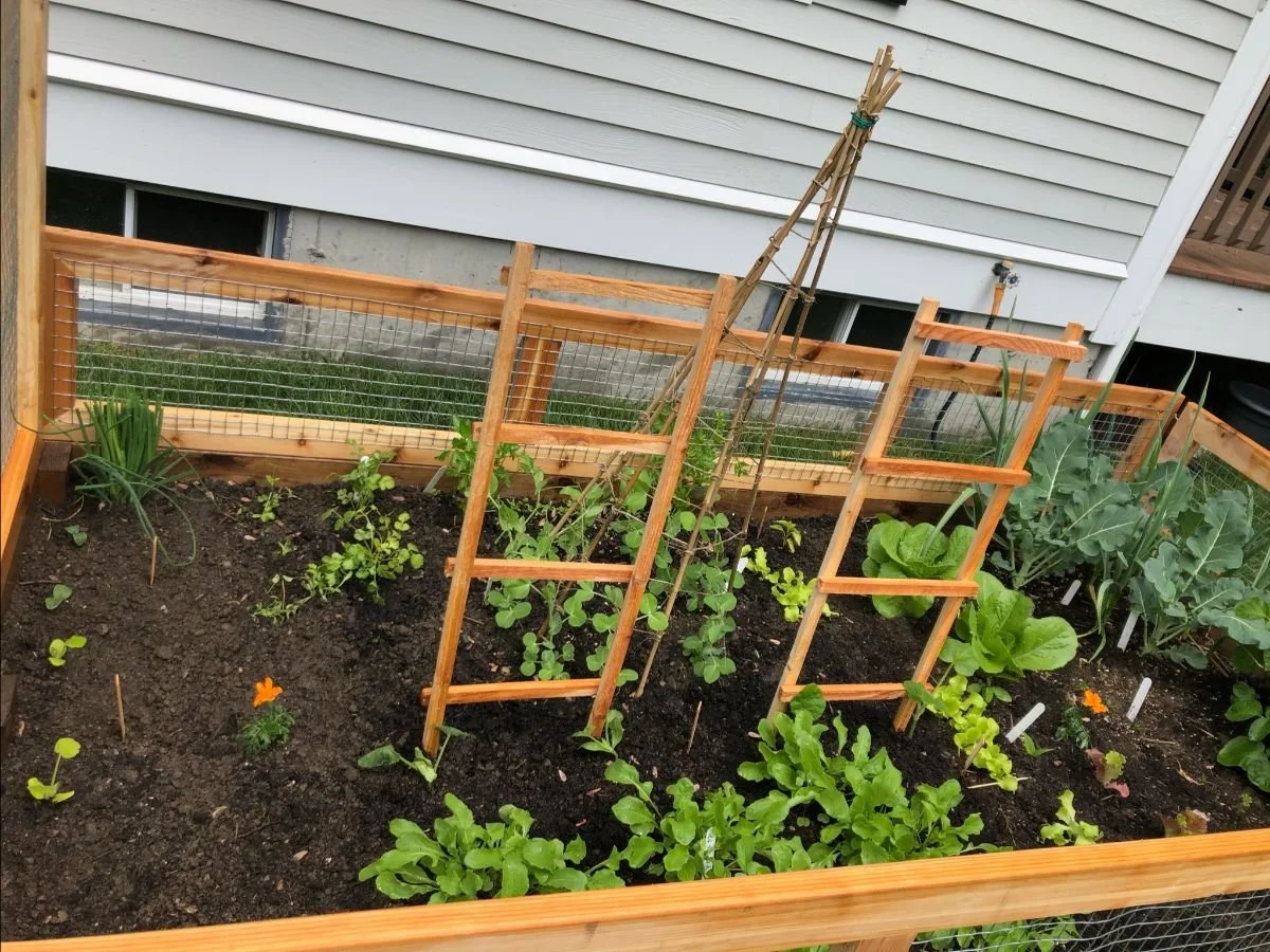 What plants need a trellis or stake to grow?