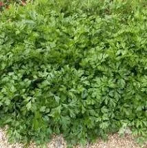 Q: What is the best way to harvest parsley?