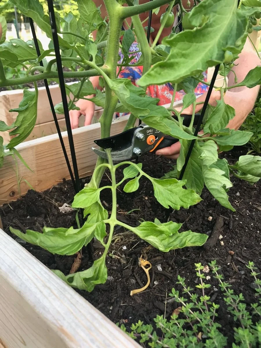Q: How do I grow the perfect tomato?
