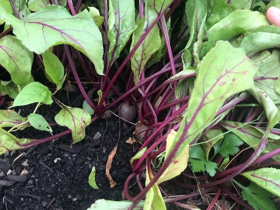 Q: Pulling Roots...how do I know when to pull?