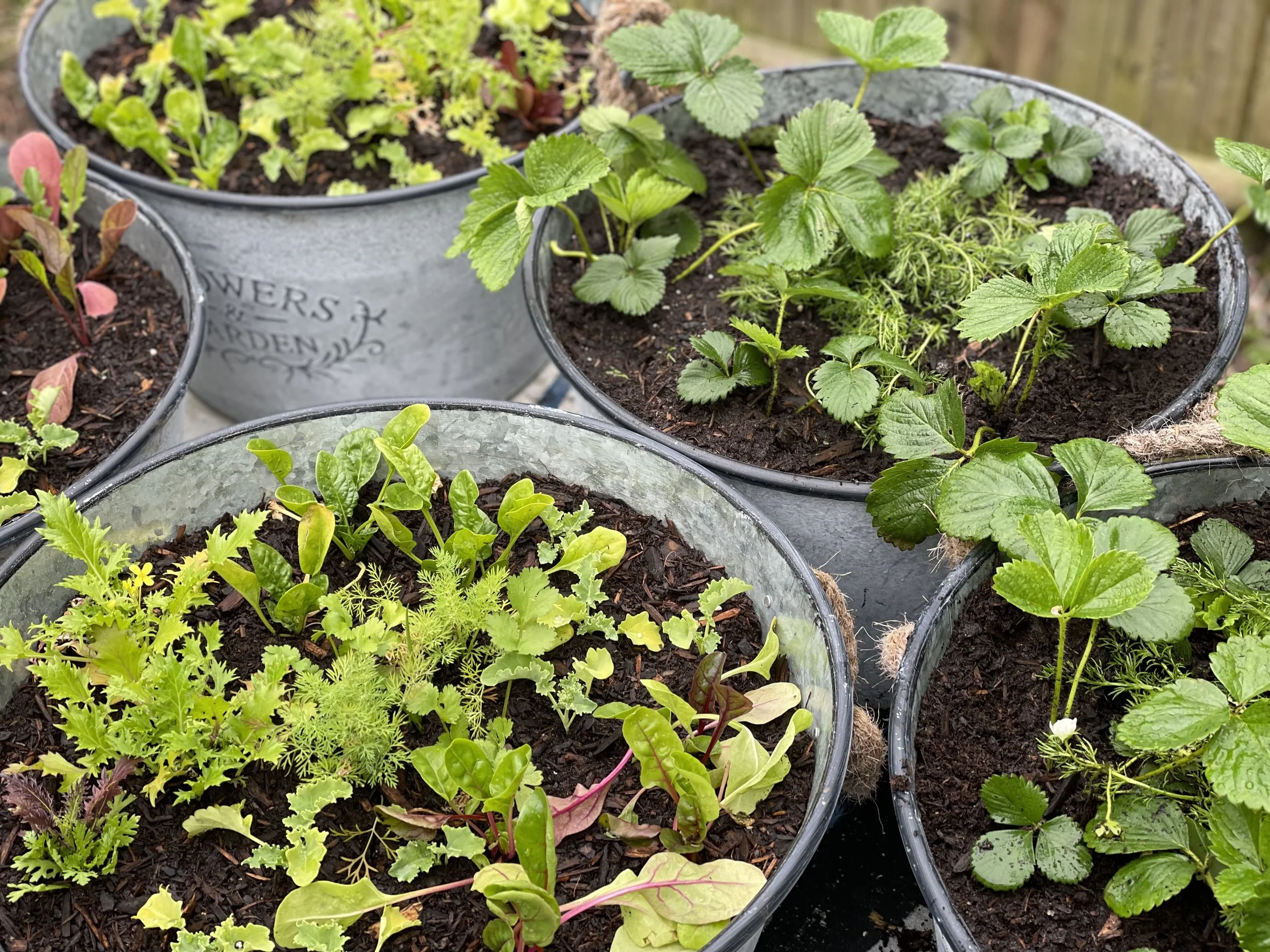 salad and strawberry planters top view.jpg