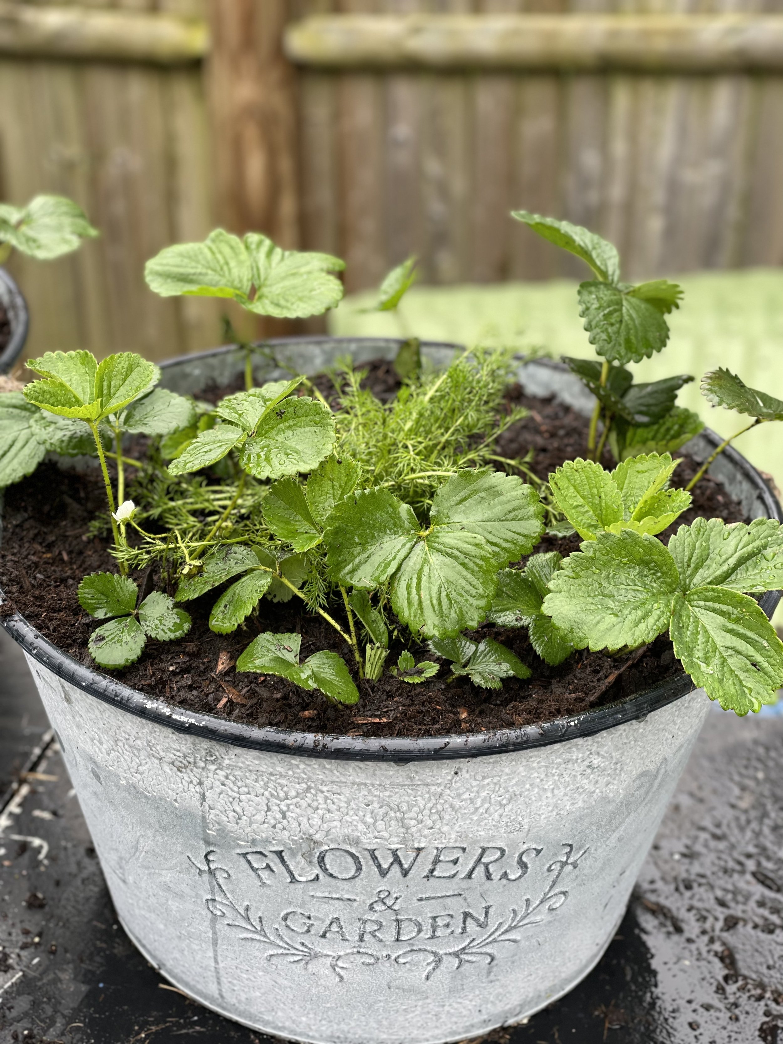 front view of strawberry planter.jpg