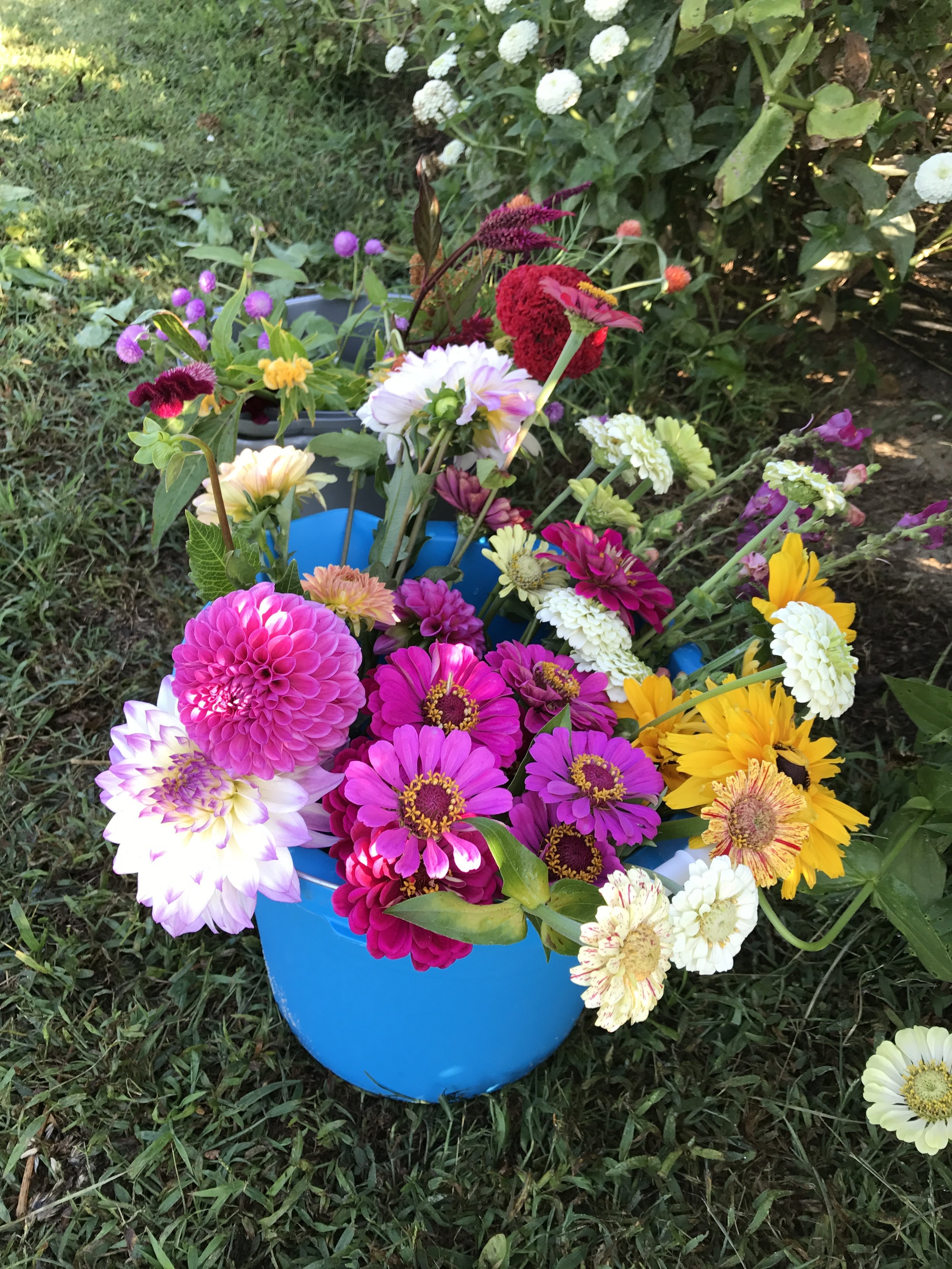 Pure Bloom Flowers - flower bucket - dahlia zinnias.JPG