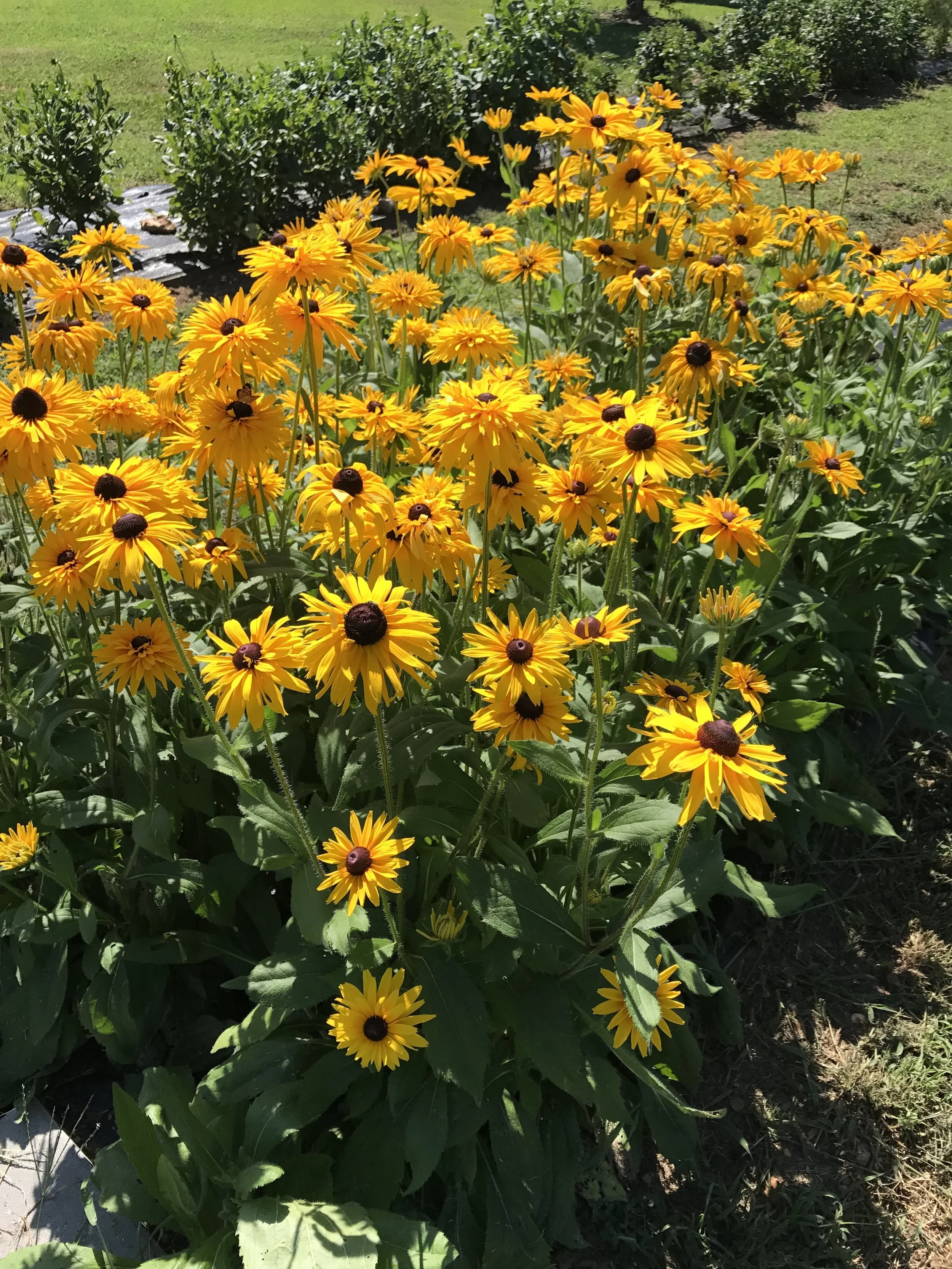 Pure Bloom Flowers - rudbeckia fields.JPG