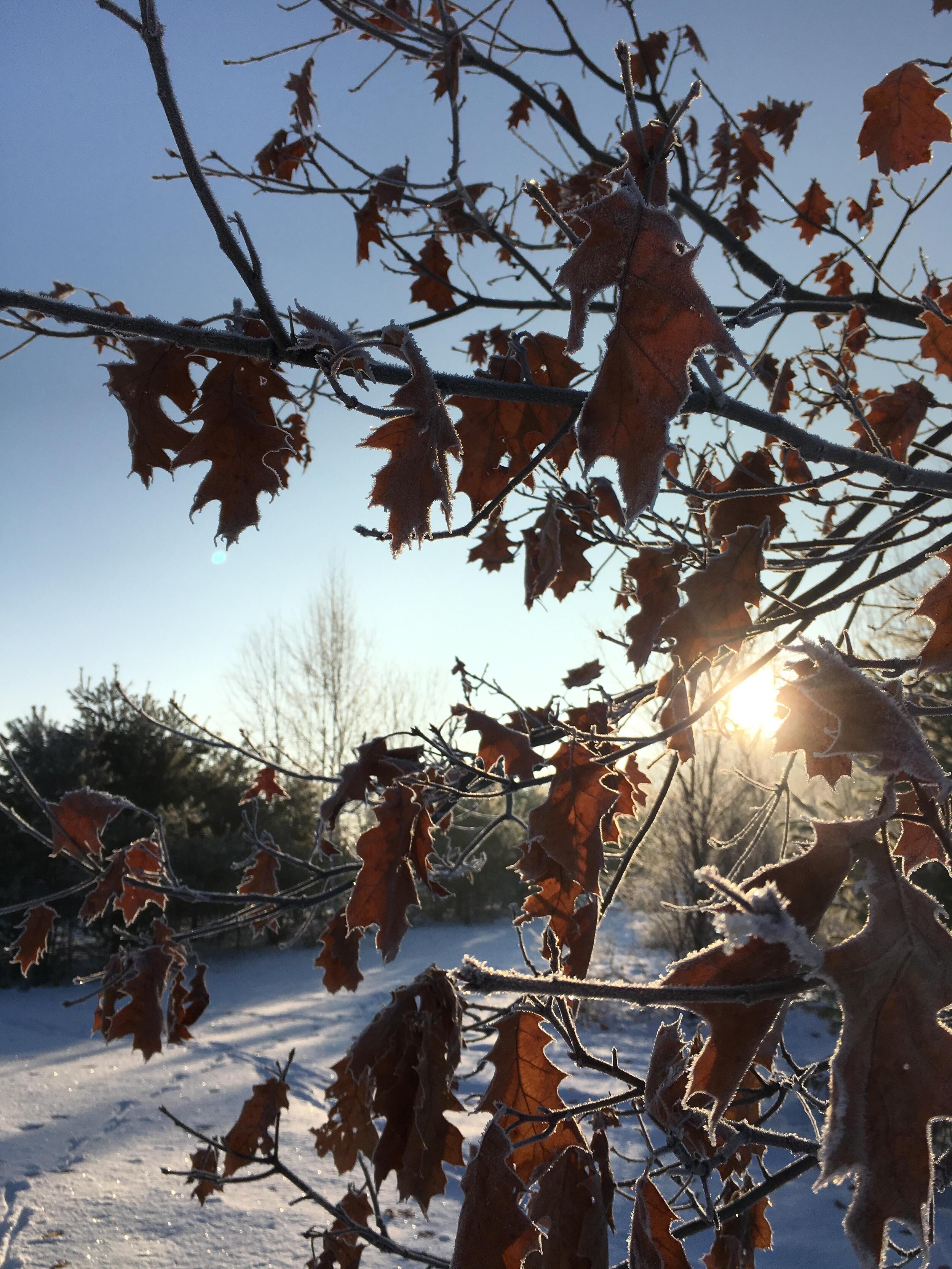 oak rise frozen leaves.jpg