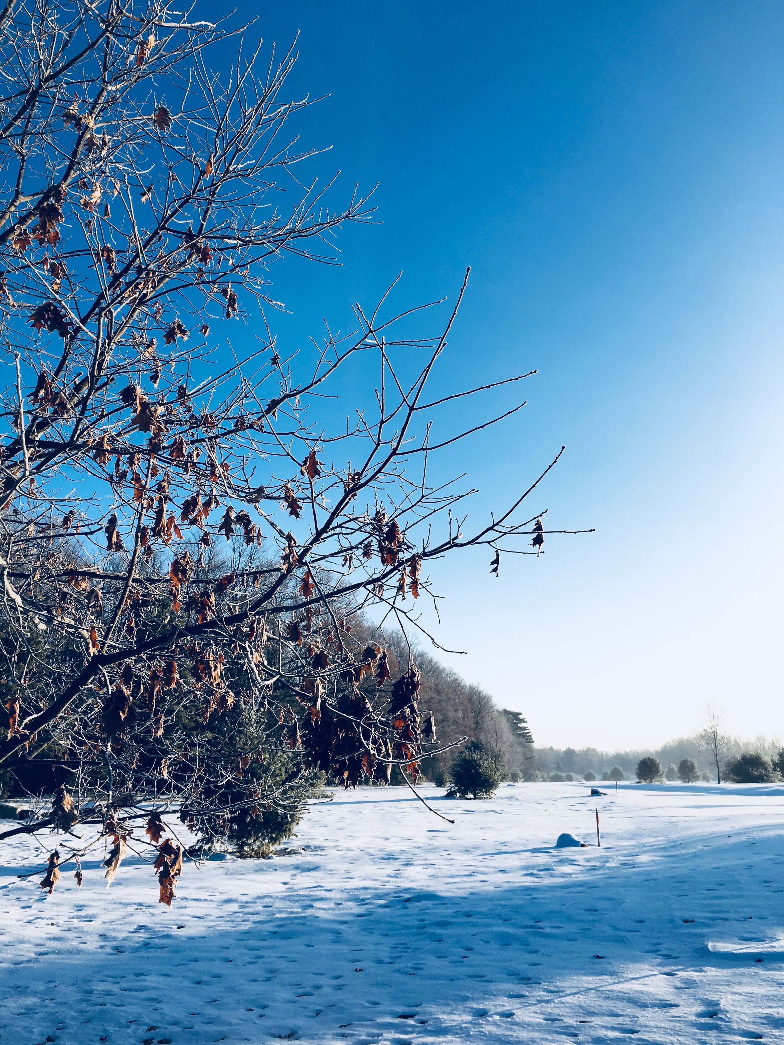 oak rise with snow.jpg