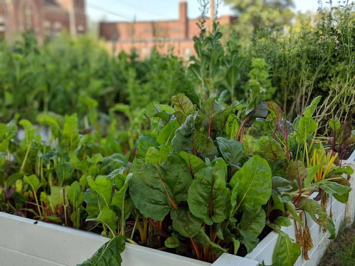 Urban garden at Sojourner Truth House
