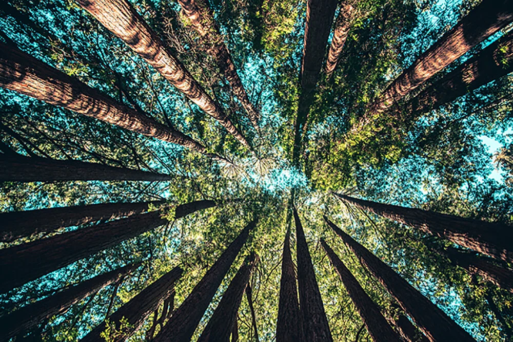 TreesLookingUp.jpg