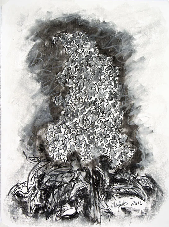 Lilac-drawing_Frank-Argento_gd5vhk.jpg
