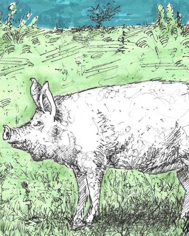 Close-up of Frank Argento’s Farm Series pig (detail view)